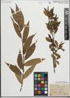 Foto von Salix pentandra L.